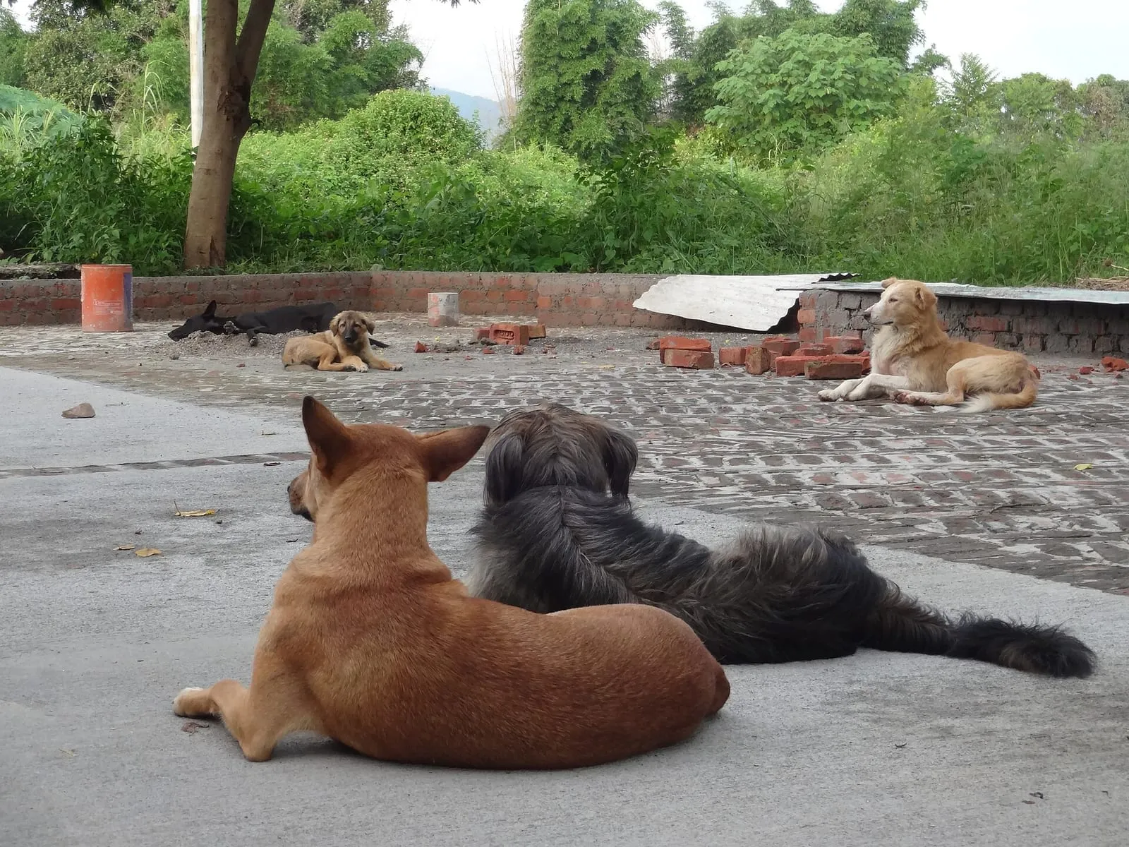 Two pariah dogs resting side by side on a paved area in a park, with more dogs in the background.