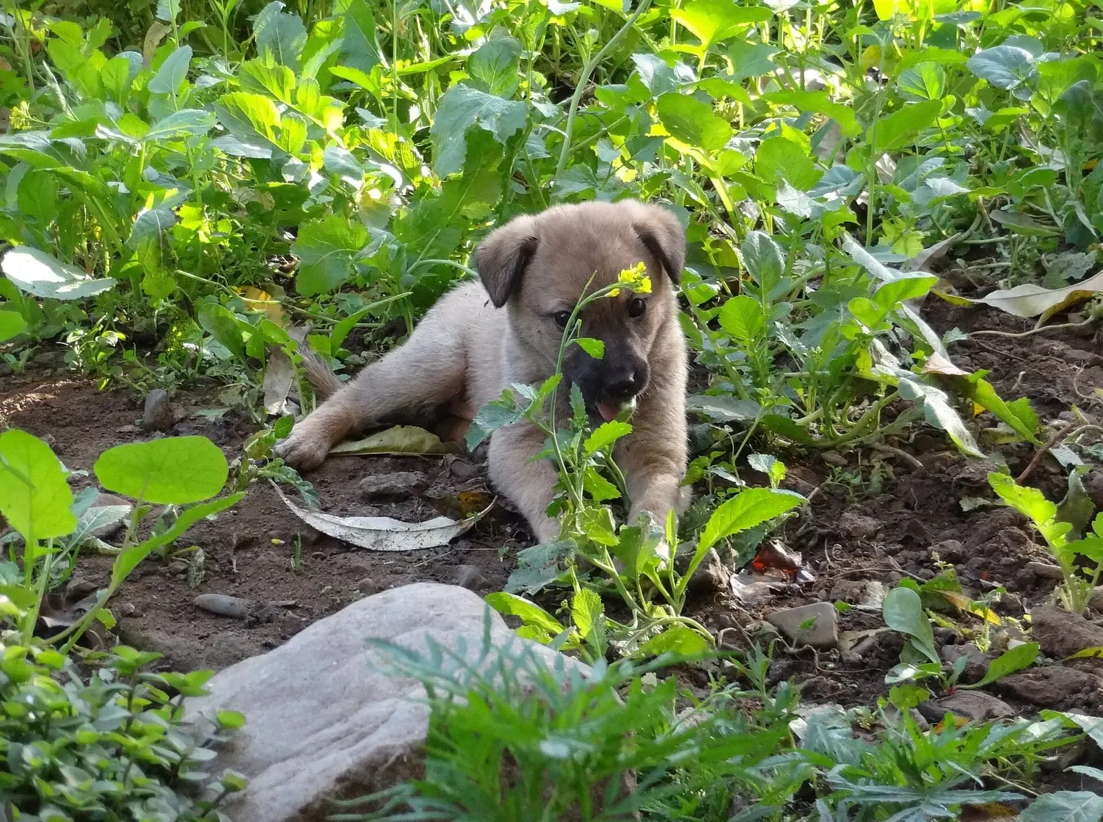 A small fawn pariah puppy peeking out from green leaves in a garden.